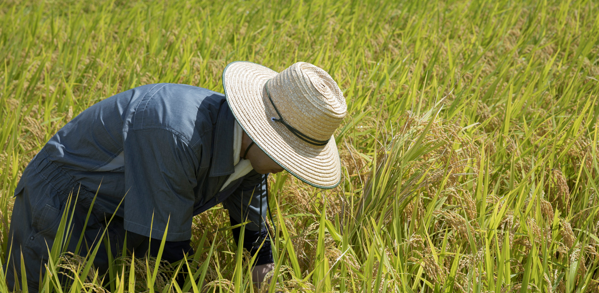 生産者の弛まぬ努力