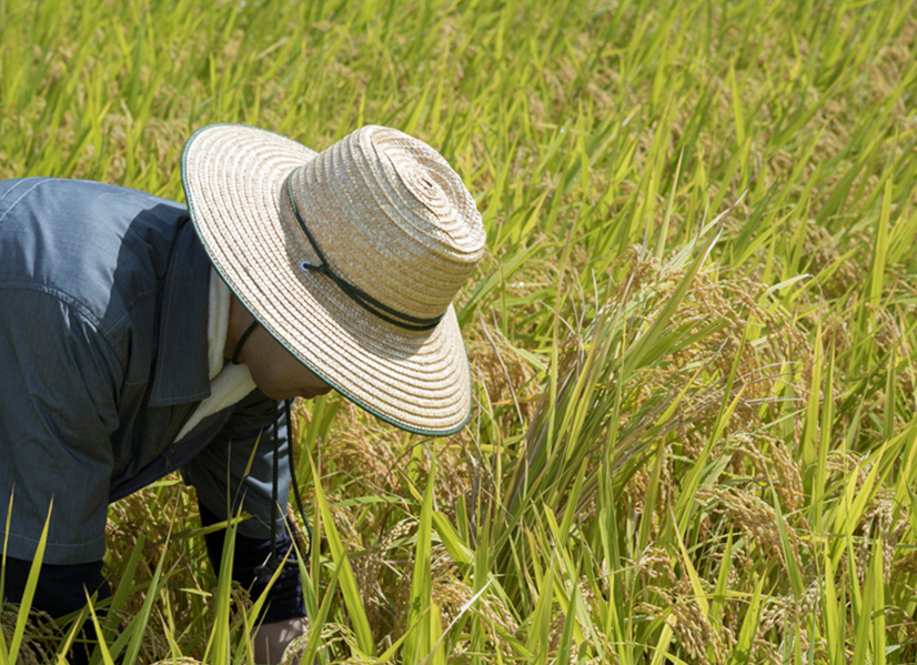生産者の弛まぬ努力